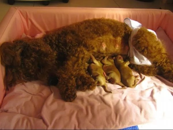 Cuccioli di Barboncino Adorabili e Sani - Pronti per una Famiglia Amorevole! | Foto 0