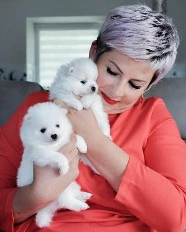 Adorabili cuccioli di Pomerania | Foto 1