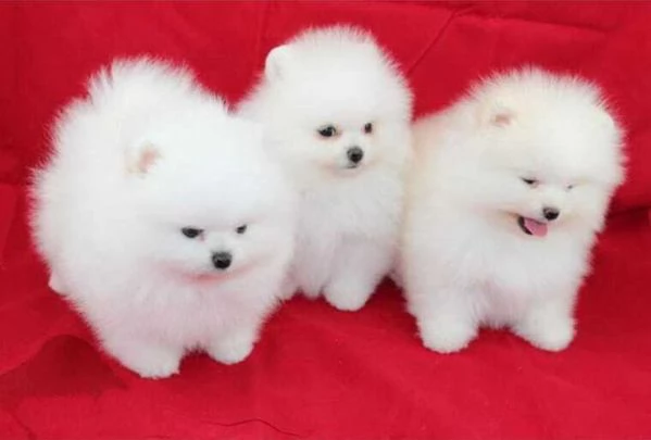 Adorabili cuccioli di Pomerania