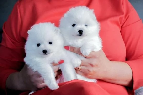 Adorabili cuccioli di Pomerania | Foto 0