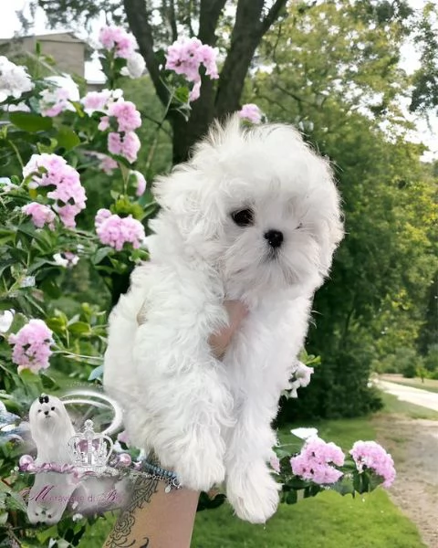 Gemme di razza Maltese: intelligenti, eleganti e ipoallergeniche! | Foto 6