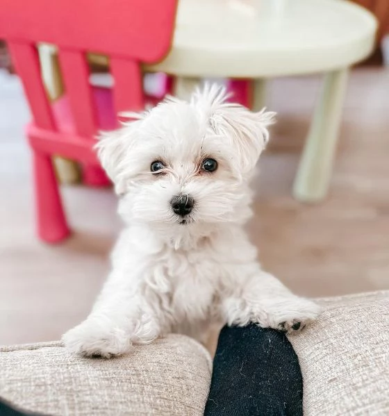 Gemme di razza Maltese: intelligenti, eleganti e ipoallergeniche!