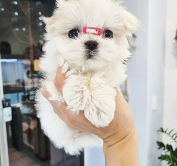 Gemme di razza Maltese: intelligenti, eleganti e ipoallergeniche! | Foto 5