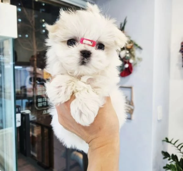 Gemme di razza Maltese: intelligenti, eleganti e ipoallergeniche! | Foto 1