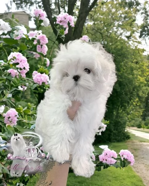 Gemme di razza Maltese: intelligenti, eleganti e ipoallergeniche! | Foto 0
