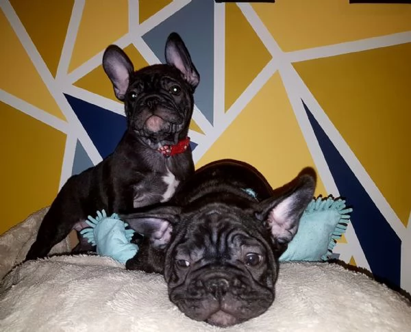 Cuccioli di Bulldog Francese Sani e Ben Allevati - Qualità Eccezionale! | Foto 6