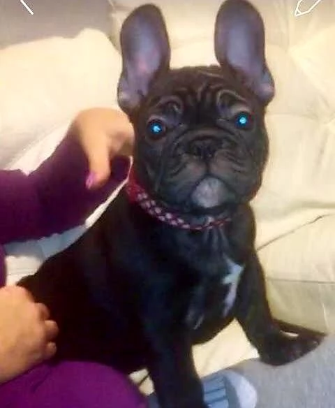 Cuccioli di Bulldog Francese Sani e Ben Allevati - Qualità Eccezionale! | Foto 5