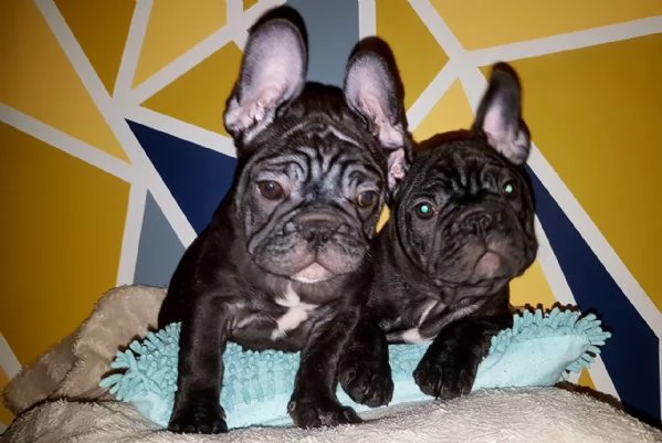 Cuccioli di Bulldog Francese Sani e Ben Allevati - Qualità Eccezionale! | Foto 4