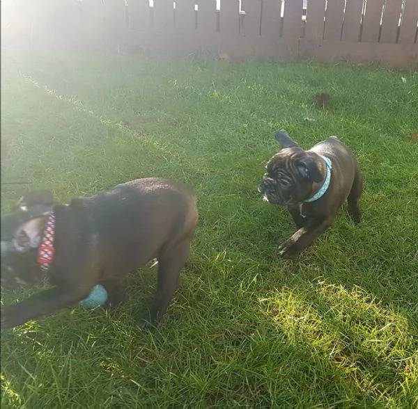 Cuccioli di Bulldog Francese Sani e Ben Allevati - Qualità Eccezionale! | Foto 3