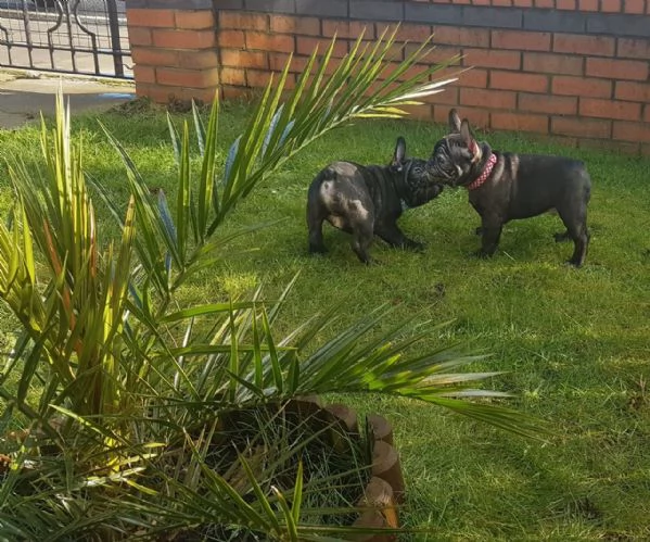 Cuccioli di Bulldog Francese Sani e Ben Allevati - Qualità Eccezionale! | Foto 2