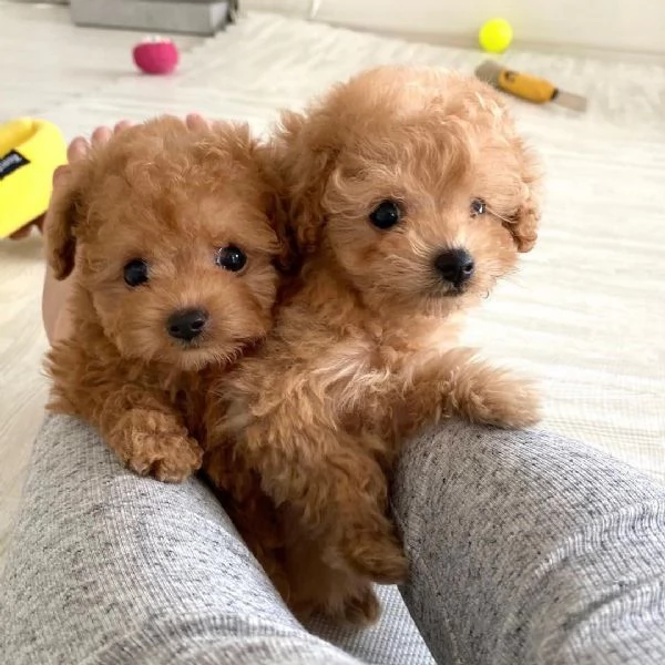 Cuccioli di Barboncino adorabili e intelligenti, pronti per una casa amorevole! | Foto 5