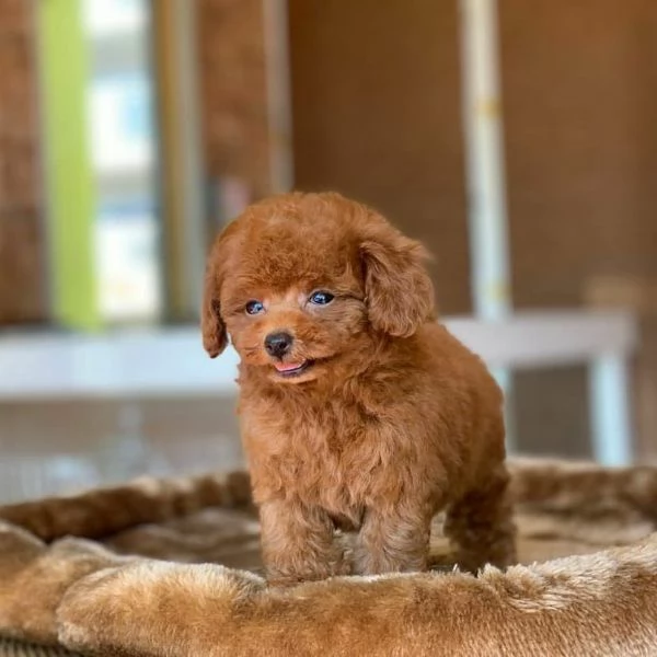 Cuccioli di Barboncino adorabili e intelligenti, pronti per una casa amorevole! | Foto 2