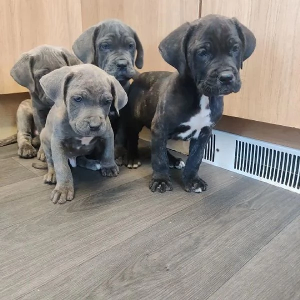    Magnifici Cuccioli di Cane Corso Italiano - Leali Guardiani e Affettuosi Compagni Cercano Famigli