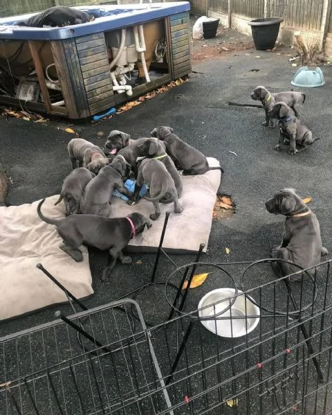    Magnifici Cuccioli di Cane Corso Italiano - Leali Guardiani e Affettuosi Compagni Cercano Famigli | Foto 5