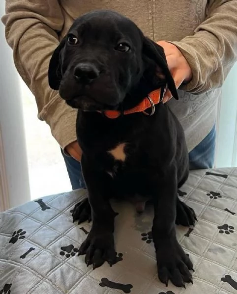    Magnifici Cuccioli di Cane Corso Italiano - Leali Guardiani e Affettuosi Compagni Cercano Famigli | Foto 4