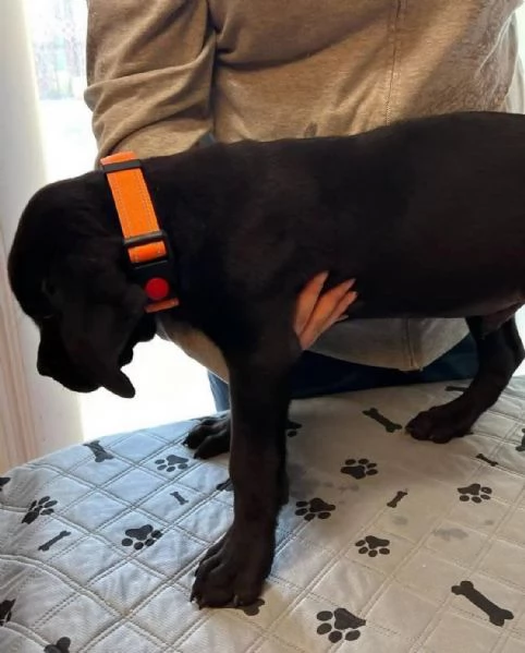    Magnifici Cuccioli di Cane Corso Italiano - Leali Guardiani e Affettuosi Compagni Cercano Famigli | Foto 3