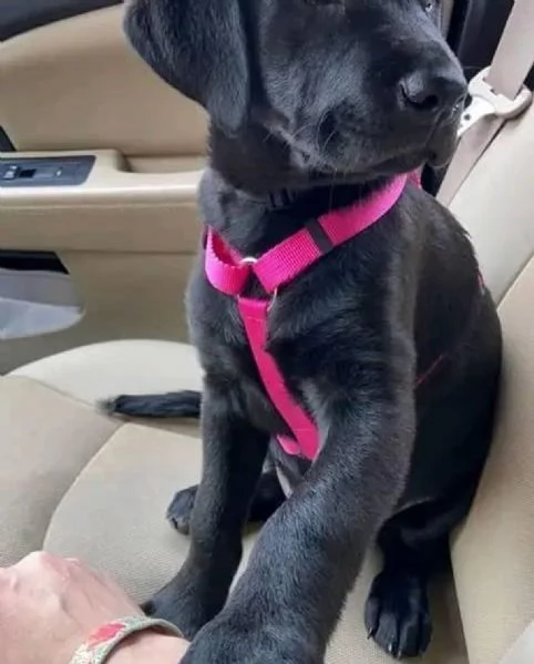    Magnifici Cuccioli di Cane Corso Italiano - Leali Guardiani e Affettuosi Compagni Cercano Famigli | Foto 0