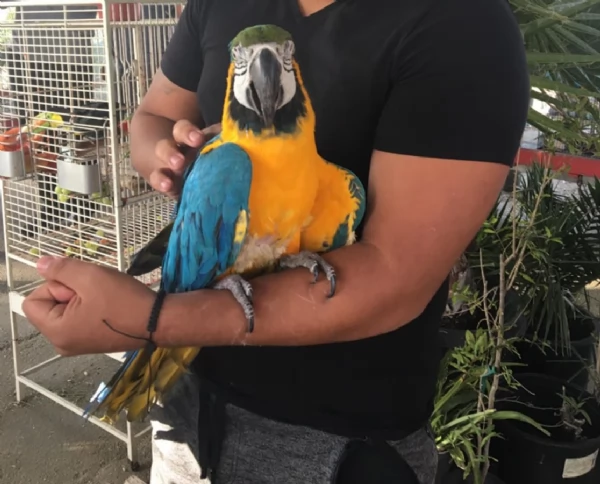 Splendidi Ara Blu e Oro - Compagni intelligenti e affettuosi! | Foto 3