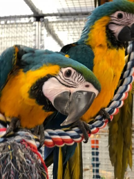 Splendidi Ara Blu e Oro - Compagni intelligenti e affettuosi! | Foto 2