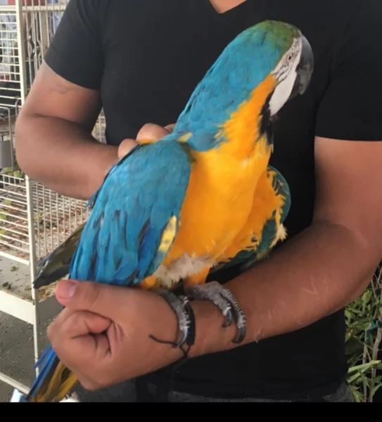 Splendidi Ara Blu e Oro - Compagni intelligenti e affettuosi! | Foto 1