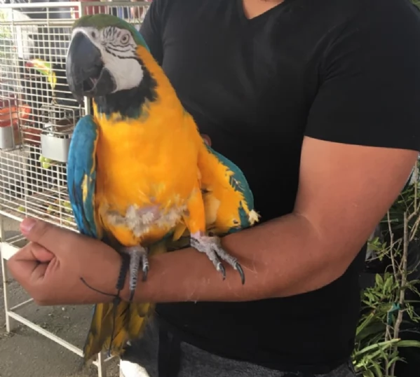 Splendidi Ara Blu e Oro - Compagni intelligenti e affettuosi! | Foto 0