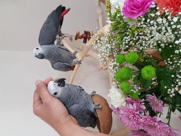 Pappagalli Cenerini Parlanti - Un Compagno Conversazionale! | Foto 6