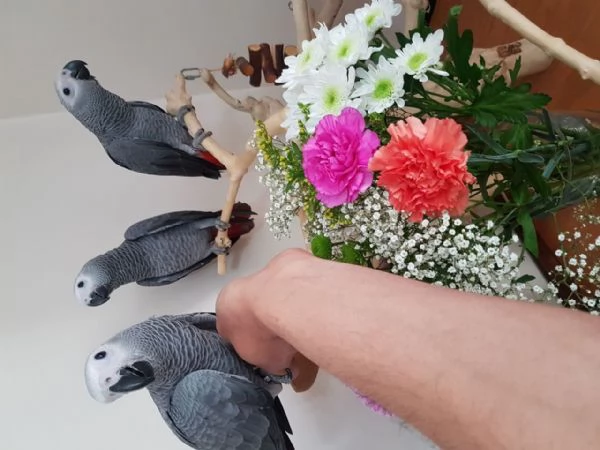 Pappagalli Cenerini Parlanti - Un Compagno Conversazionale! | Foto 5