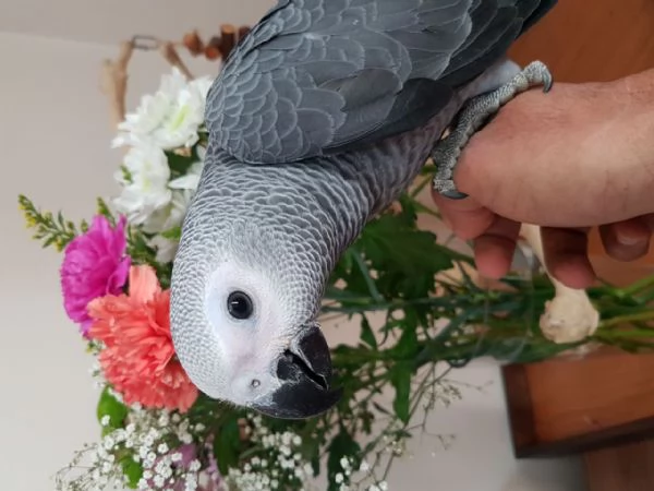 Pappagalli Cenerini Parlanti - Un Compagno Conversazionale! | Foto 4