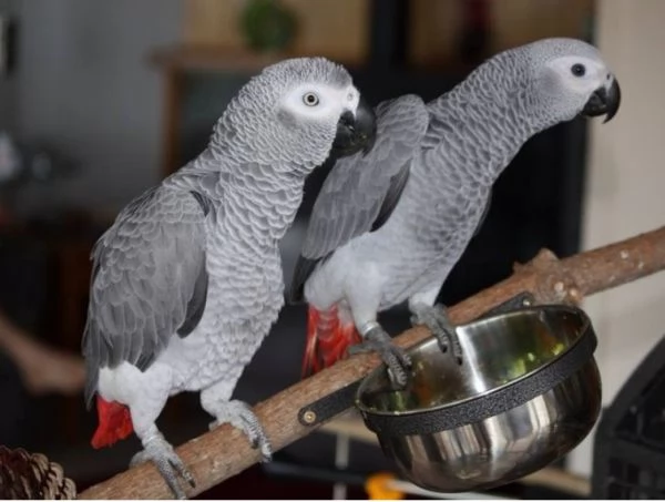Pappagalli Cenerini Parlanti - Un Compagno Conversazionale!