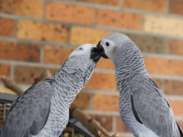 Pappagalli Cenerini Parlanti - Un Compagno Conversazionale! | Foto 3