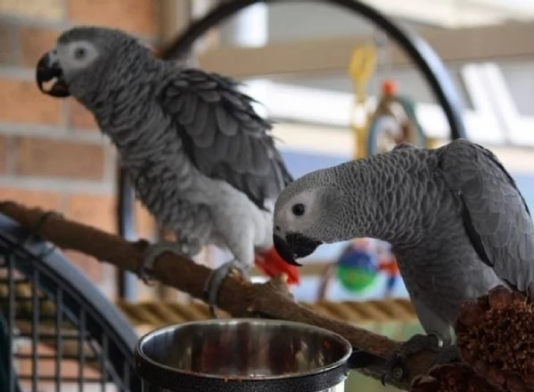 Pappagalli Cenerini Parlanti - Un Compagno Conversazionale! | Foto 2