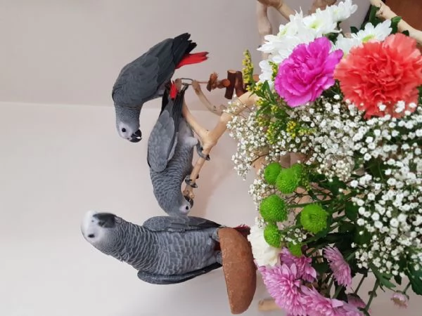 Pappagalli Cenerini Parlanti - Un Compagno Conversazionale! | Foto 1