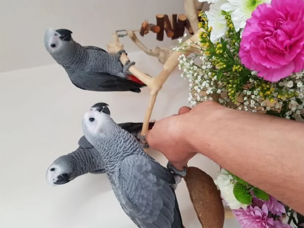 Pappagalli Cenerini Parlanti - Un Compagno Conversazionale! | Foto 0