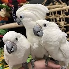 Splendido e affettuoso cacatua in cerca di una casa amorevole! | Foto 5