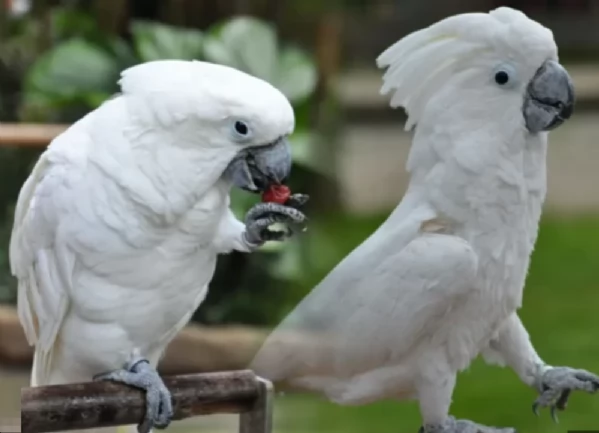 Splendido e affettuoso cacatua in cerca di una casa amorevole! | Foto 3