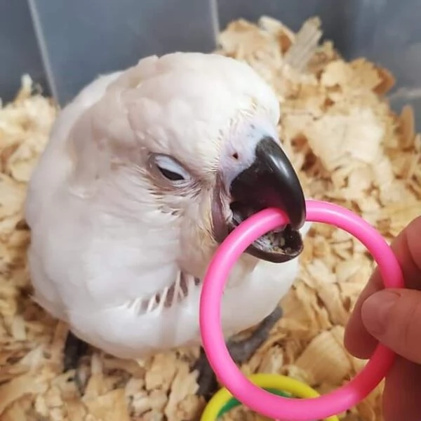 Splendido e affettuoso cacatua in cerca di una casa amorevole! | Foto 2