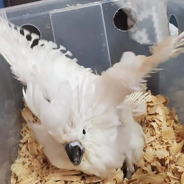 Splendido e affettuoso cacatua in cerca di una casa amorevole! | Foto 1