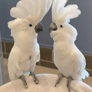Splendido e affettuoso cacatua in cerca di una casa amorevole!