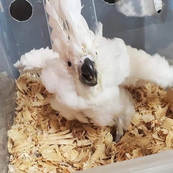 Splendido e affettuoso cacatua in cerca di una casa amorevole! | Foto 0