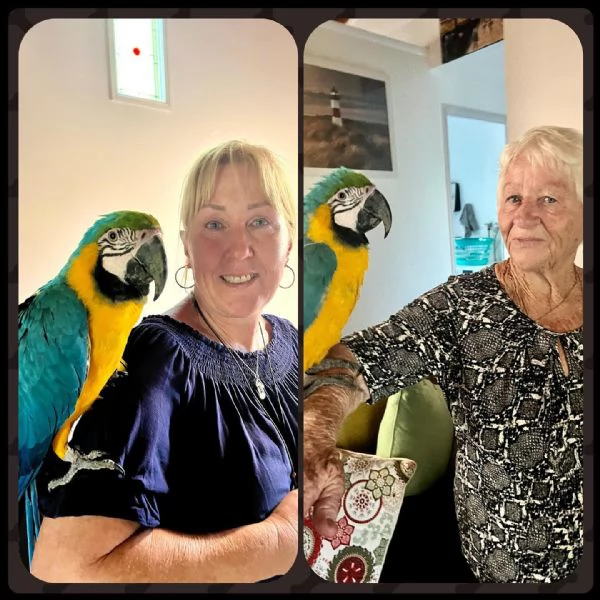 Splendida coppia di Ara blu e oro - Personalità vivaci! | Foto 4