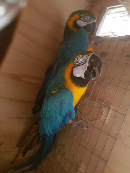 Splendida coppia di Ara blu e oro - Personalità vivaci! | Foto 3