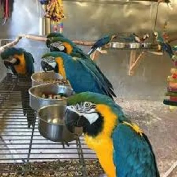 Splendida coppia di Ara blu e oro - Personalità vivaci! | Foto 0