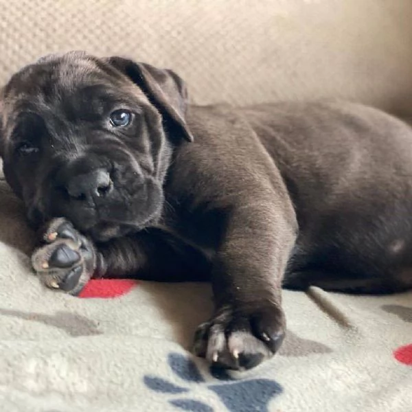     Magnifici Cuccioli di Cane Corso Italiano - Nobili Guardiani con un Cuore d'Oro Cercano Famiglia | Foto 6