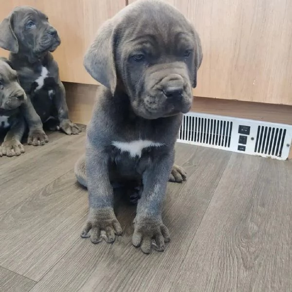     Magnifici Cuccioli di Cane Corso Italiano - Nobili Guardiani con un Cuore d'Oro Cercano Famiglia | Foto 5