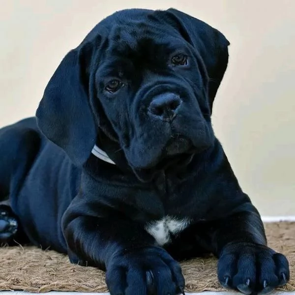    Magnifici Cuccioli di Cane Corso Italiano - Nobili Guardiani con un Cuore d'Oro Cercano Famiglia | Foto 3