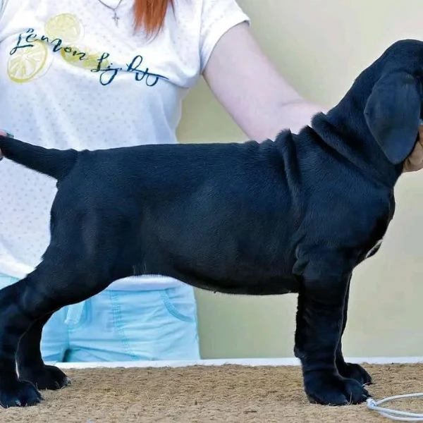     Magnifici Cuccioli di Cane Corso Italiano - Nobili Guardiani con un Cuore d'Oro Cercano Famiglia | Foto 2