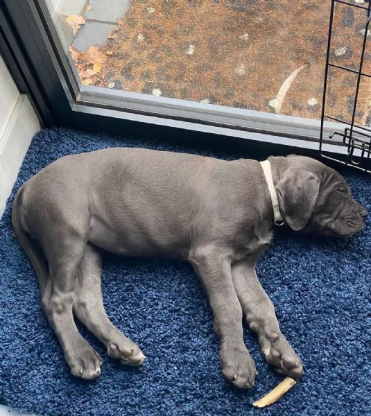     Magnifici Cuccioli di Cane Corso Italiano - Nobili Guardiani con un Cuore d'Oro Cercano Famiglia | Foto 1