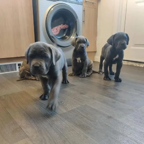     Magnifici Cuccioli di Cane Corso Italiano - Nobili Guardiani con un Cuore d'Oro Cercano Famiglia | Foto 0