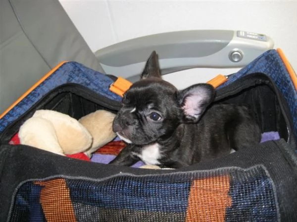     Adorabili Cuccioli di Bulldog Francese - Piccoli Pagliacci Affettuosi Cercano Famiglia Divertent | Foto 6