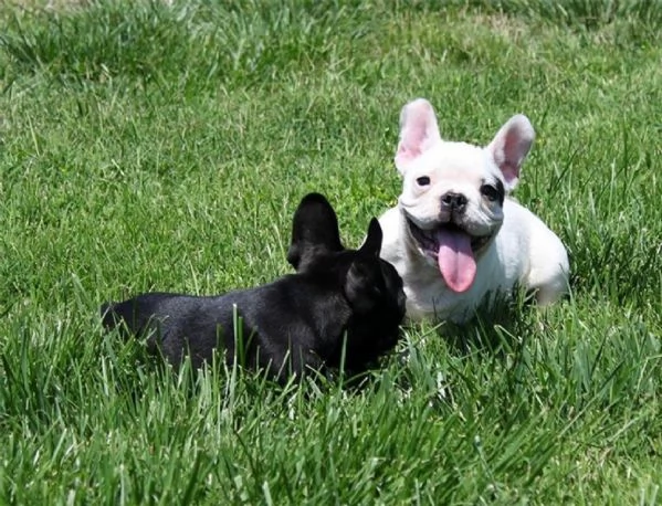     Adorabili Cuccioli di Bulldog Francese - Piccoli Pagliacci Affettuosi Cercano Famiglia Divertent | Foto 1